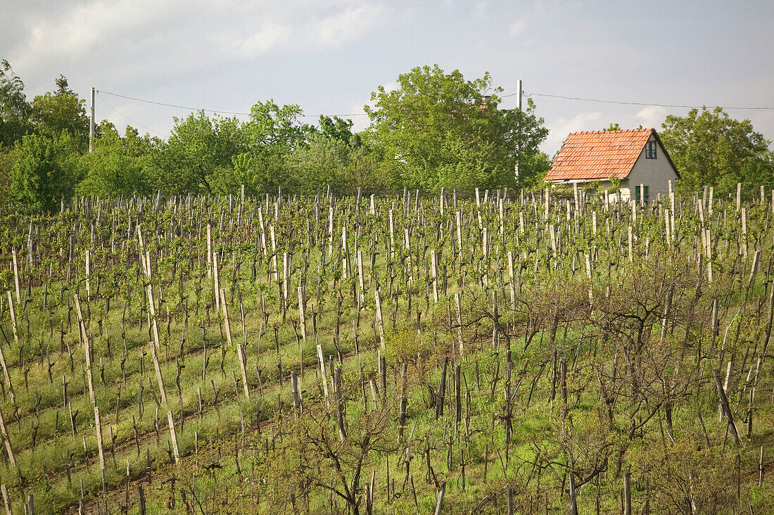 View of Hillside Vineyards. One of Hungary s Prime Wine Growing Towns. Bukk Hills, Eger. Northern Uplands. Hungary. 2004.