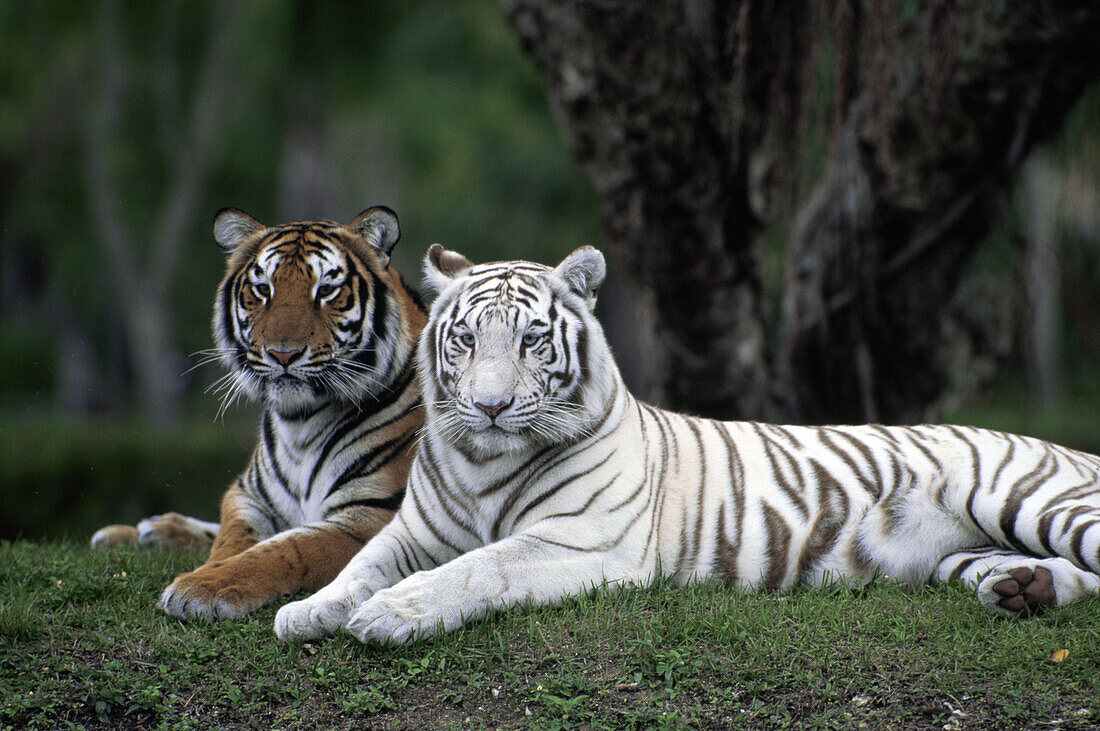 White Tiger, Indian Tiger, Enclosure, … – License image – 70132205 ❘  lookphotos