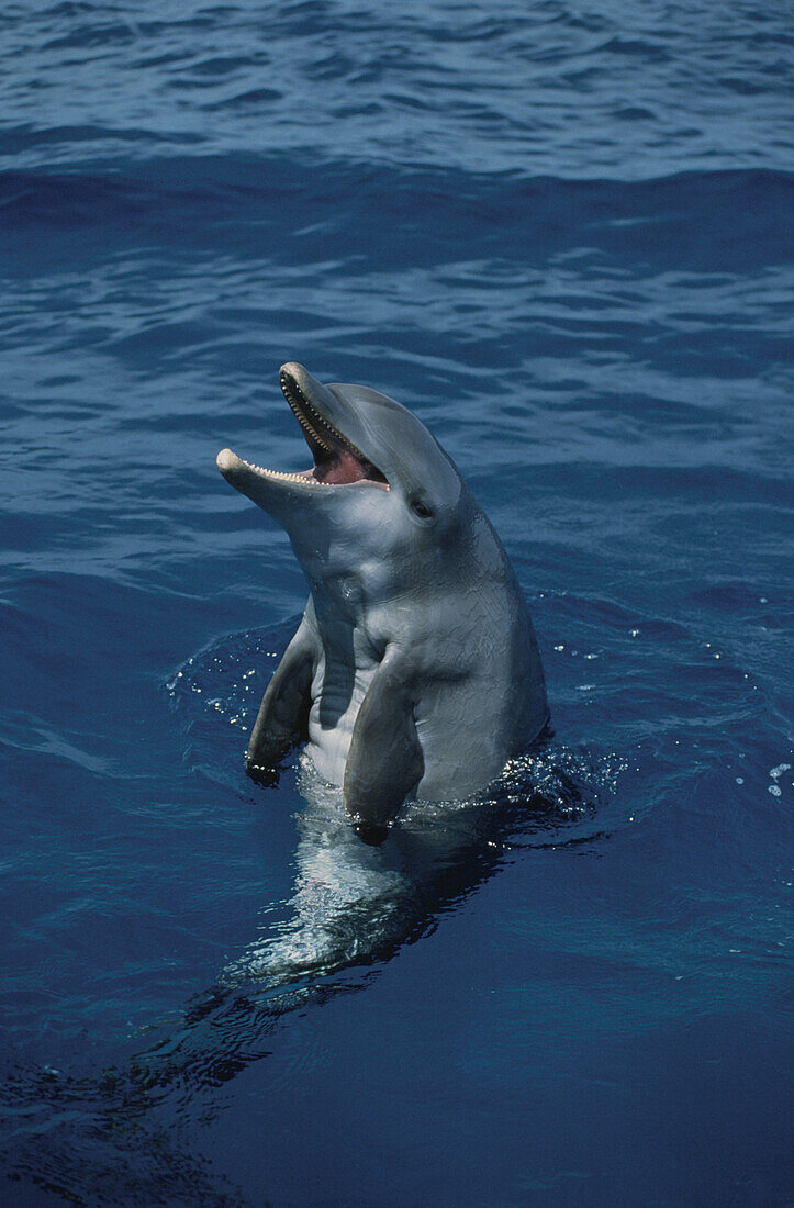 Delphin, Islas de la Bahia, Hunduras, Karibik