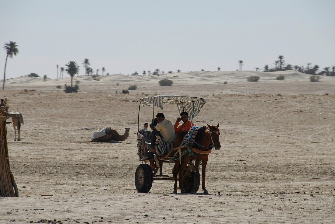 Leben in der Wüste, Pferdekutsche, Zaafrane, Sahara, Tunesien, Afrika