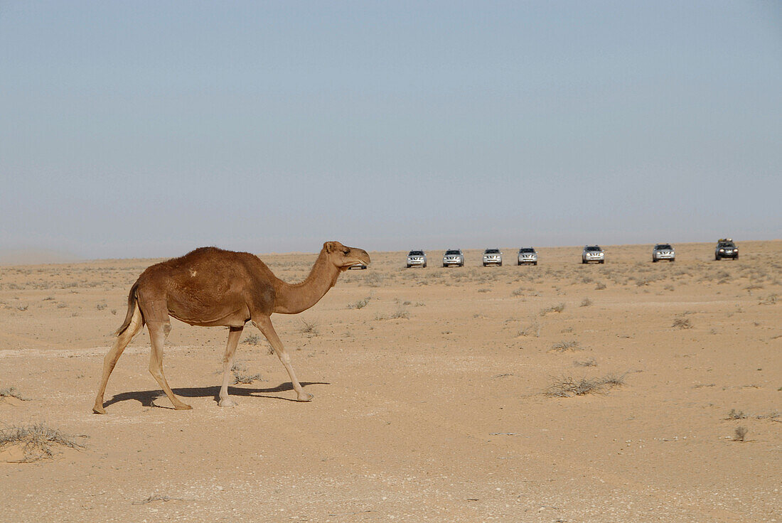 A camel walking through the desert, Offroad 4x4 Sahara Desert Tour, Bebel Tembain area, Sahara, Tunisia, Africa, mr