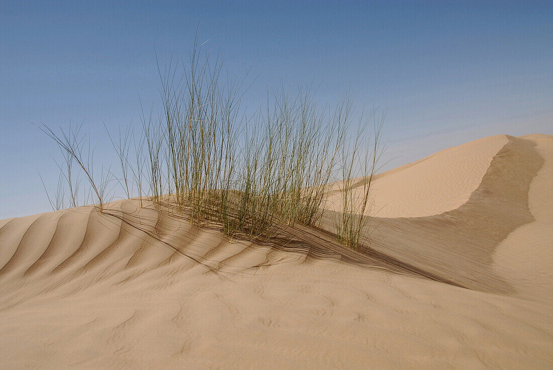 Close up of marram grass, Bebel Tembain area, Sahara, Tunisia, Africa