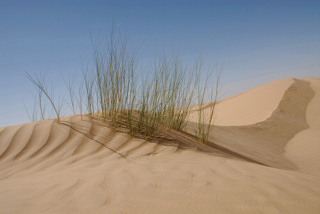 Nahaufnahme von Dünengras, Bebel Tembain area, Sahara, Tunesien, Afrika