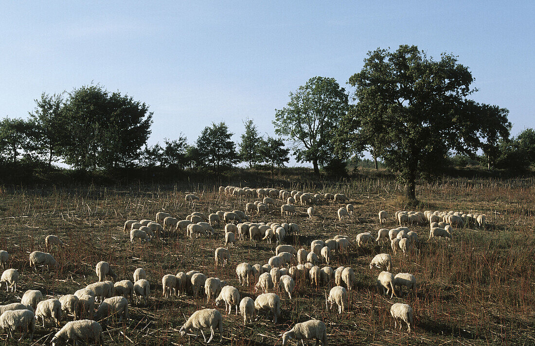 Rural landscape near Lake Bolsena. Lazio, Italy