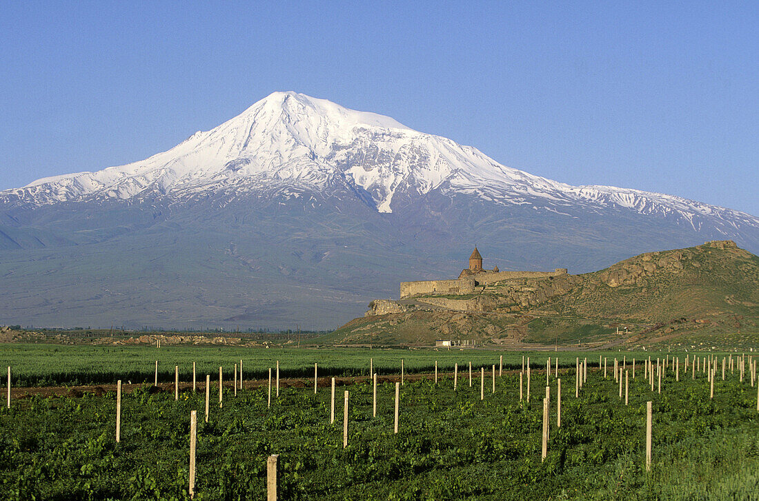 Vineyards, Khor Virap Monastery (16th century) and Mt. Ararat in background. Armenia