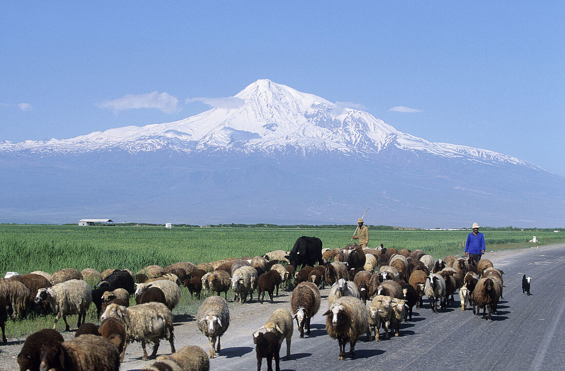 Shepherd with flock near Khor Virap monastery with Mt. Ararat in background. Armenia