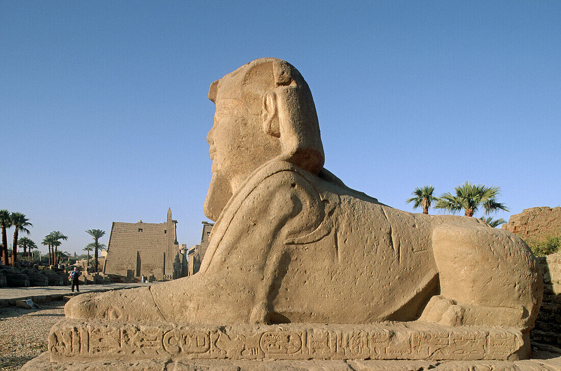 Sphinxes lined along the road to first pylon of Luxor Temple, Luxor. Egypt