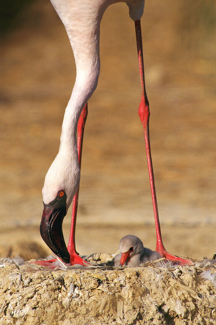 Lesser Flamingo (Phoeniconaias minor) and chick