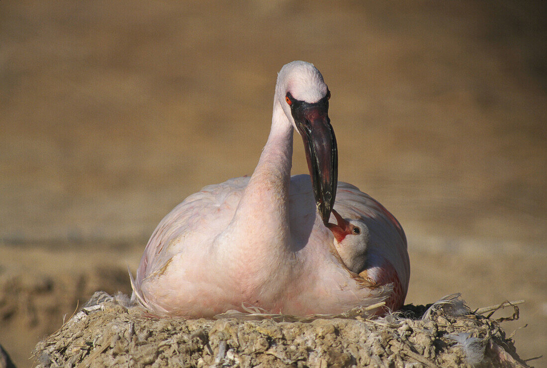 Lesser Flamingo (Phoenicopterus minor) nesting in captivity in a bird collection in Bahrain