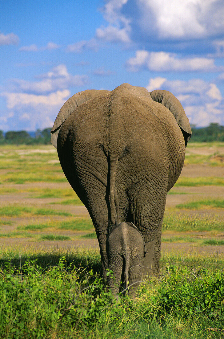 African Elephant (Loxodonta africana) and calf. Masai Mara. Kenya