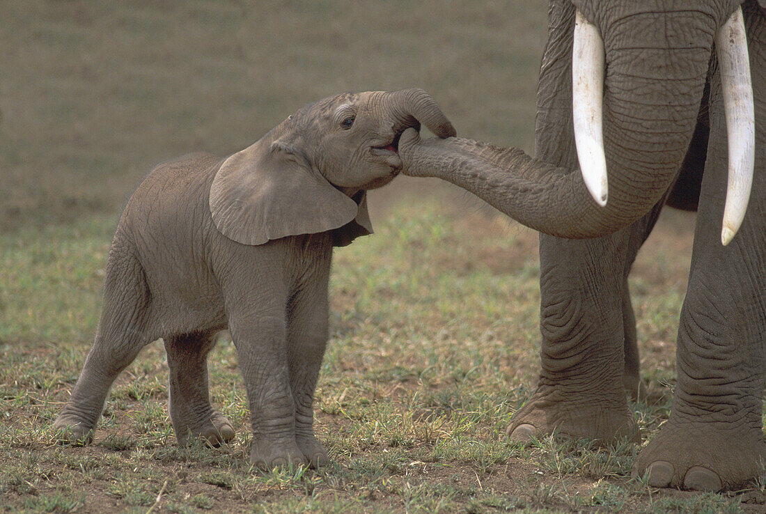 Baby Elephant (Loxodonta africana). Amboseli National Park. Kenya