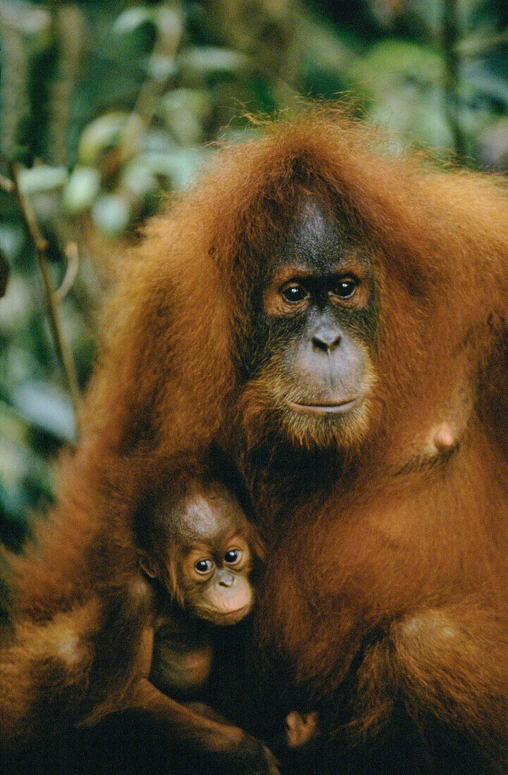Orangutan (Pongo pygmaeus) and young. Borneo