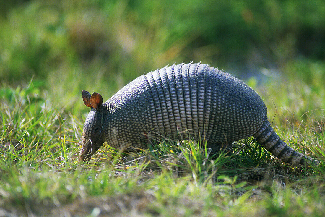 Nine-banded Armadillo (Dasypus novemcinctus)