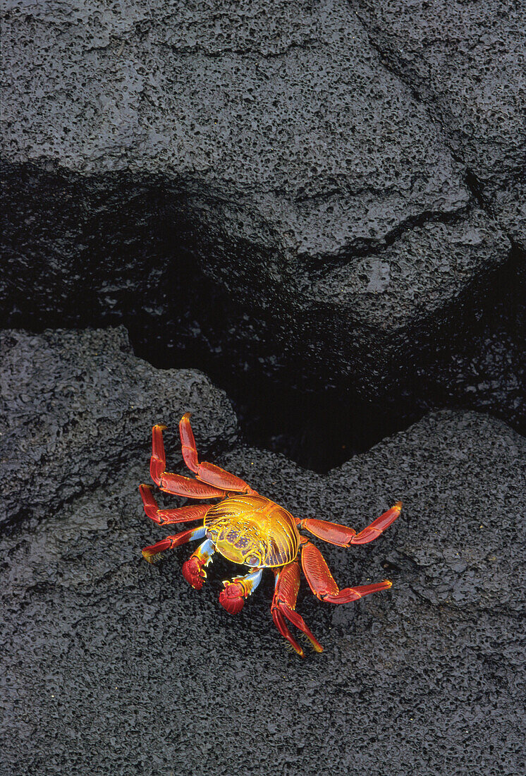 Sally Lightfoot Crab (Grapsus grapsus). Galapagos Islands. Ecuador