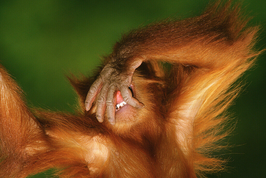 Sumatran Orangutan (Pongo pygmaeus abelii). Sumatra