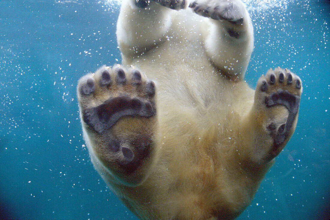 Polar Bear (Ursus maritimus)