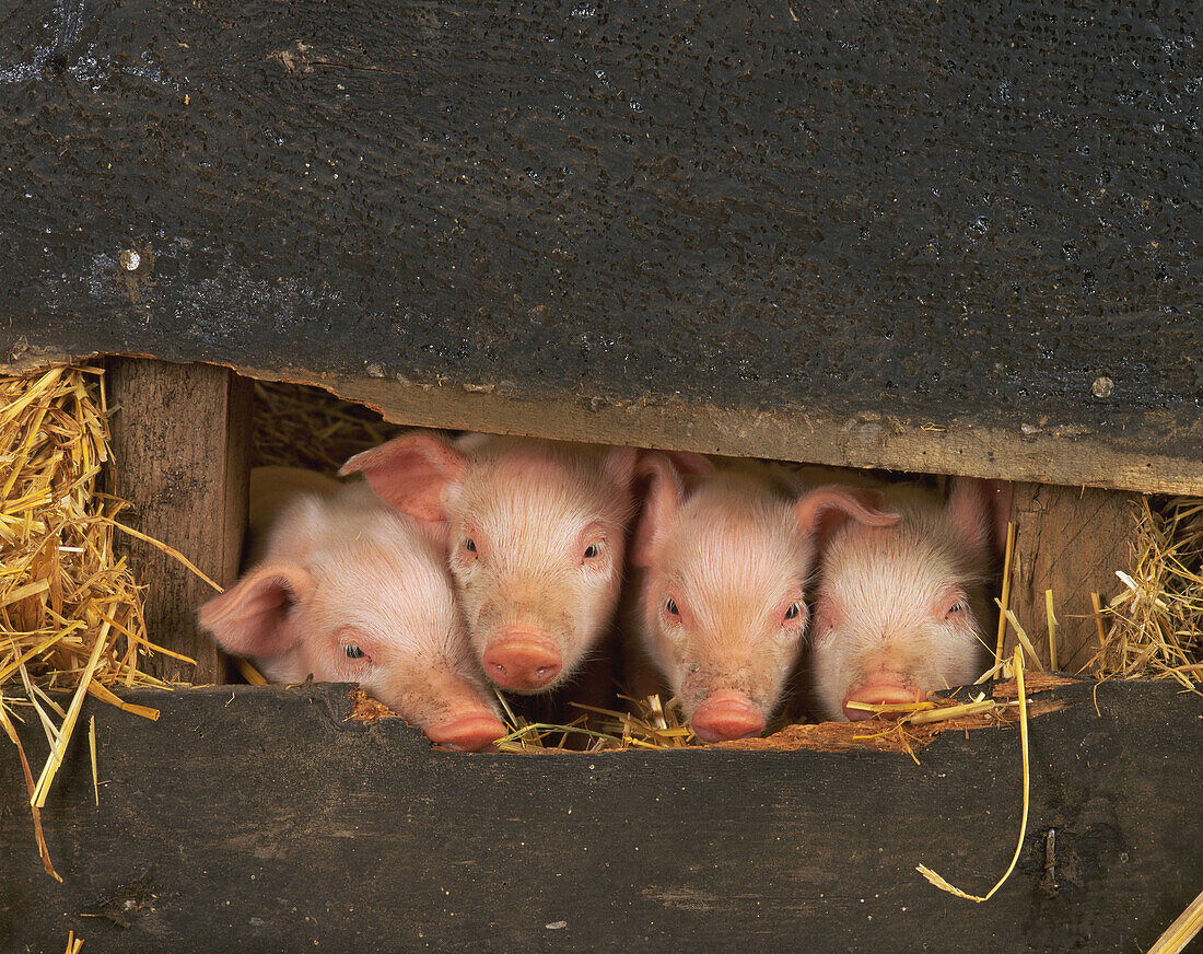  Bauernhof, Bauernhöfe, Bruder, Brüder, Familie, Familien, Farbe, Ferkel, Geschwister, Gruppe, Gruppen, Horizontal, Innen, Jungtier, Jungtiere, Kopf, Köpfe, Land, Ländlich, Säugetier, Säugetiere, Schwein, Schweine, Schwester, Schwestern, Stall, Ställe, Ti