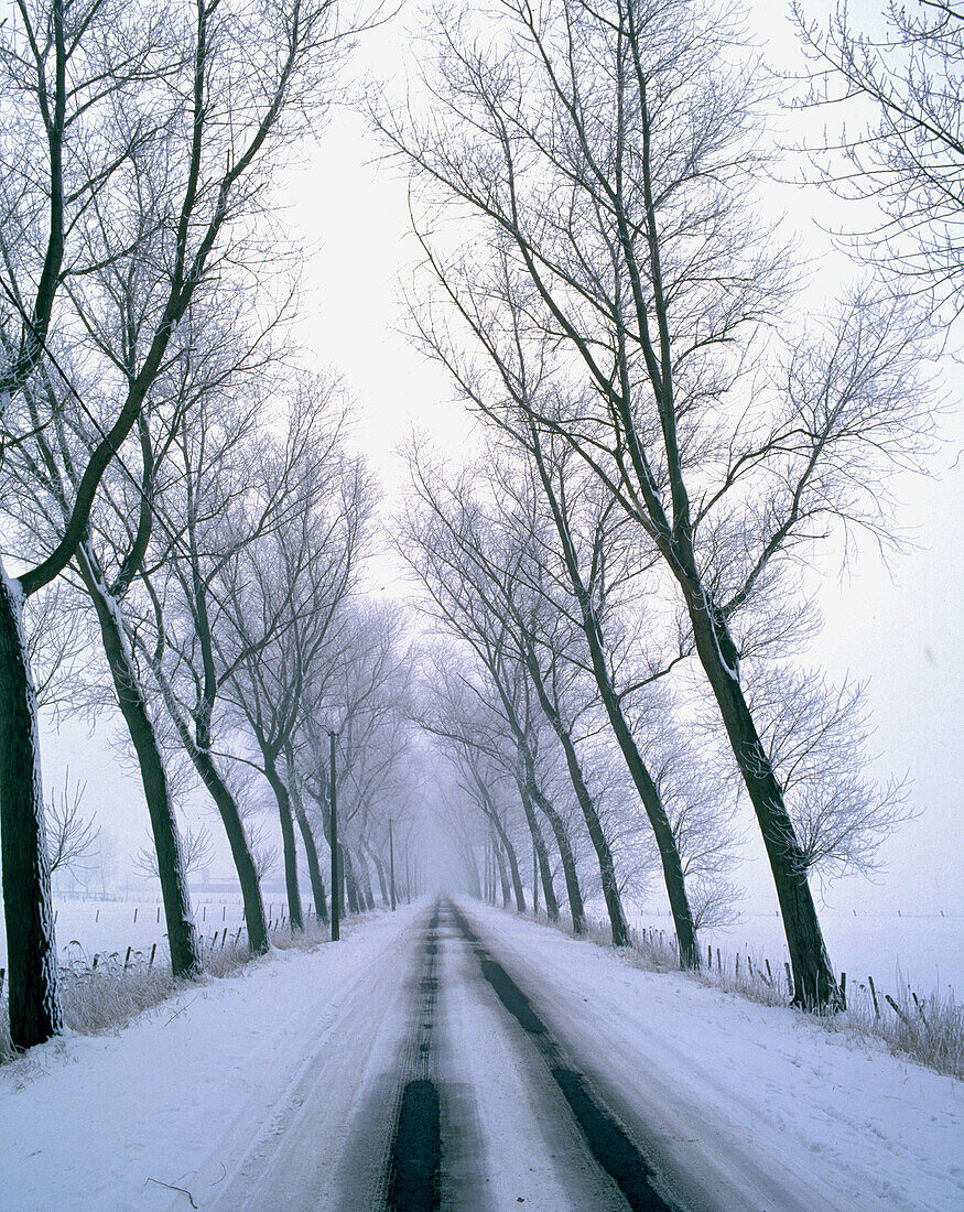  Cold, Coldness, Color, Colour, Country, Countryside, Deserted, Direction, Empty, Exterior, Landscape, Landscapes, Outdoor, Outdoors, Outside, Plant, Plants, Road, Roads, Scenic, Scenics, Snow, Thoroughfare, Thoroughfares, Transport, Transportation, Trans