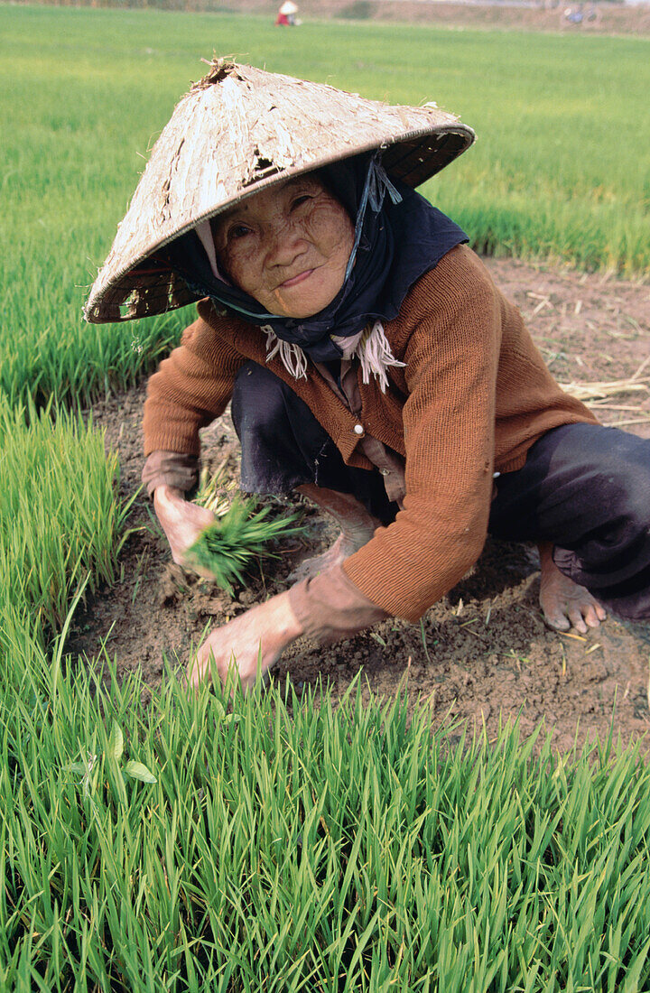 Rice field. Vietnam