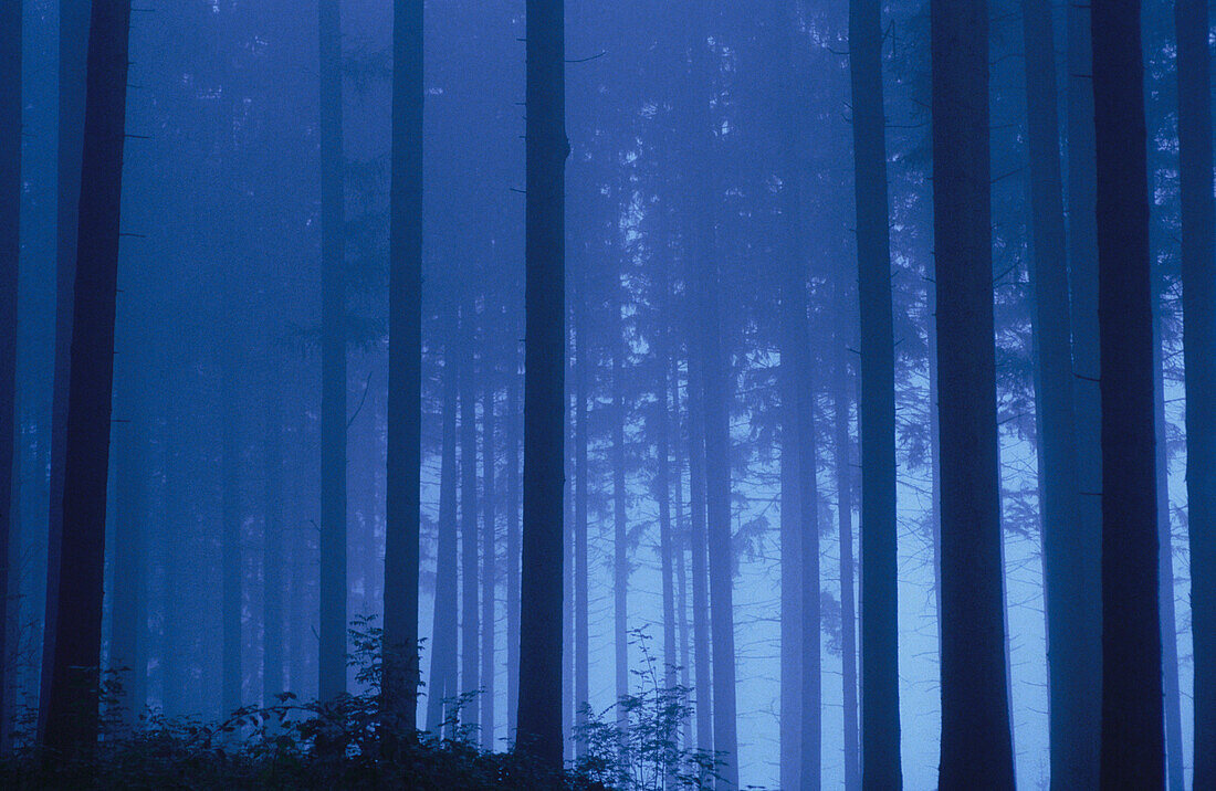 Forest. Bavaria. Germany