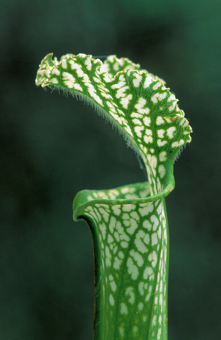 White Trumpet Pitcher