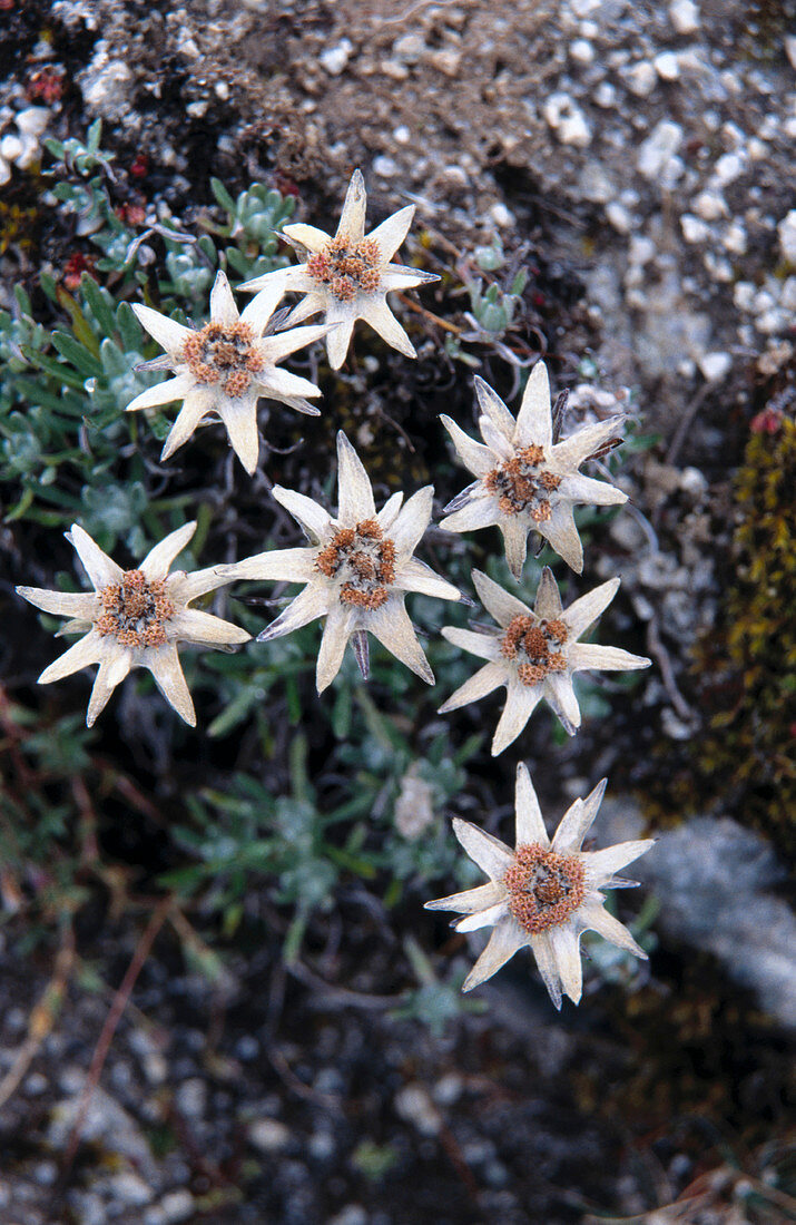 Edelweiss (Leontopodium alpinum). North Bhutan