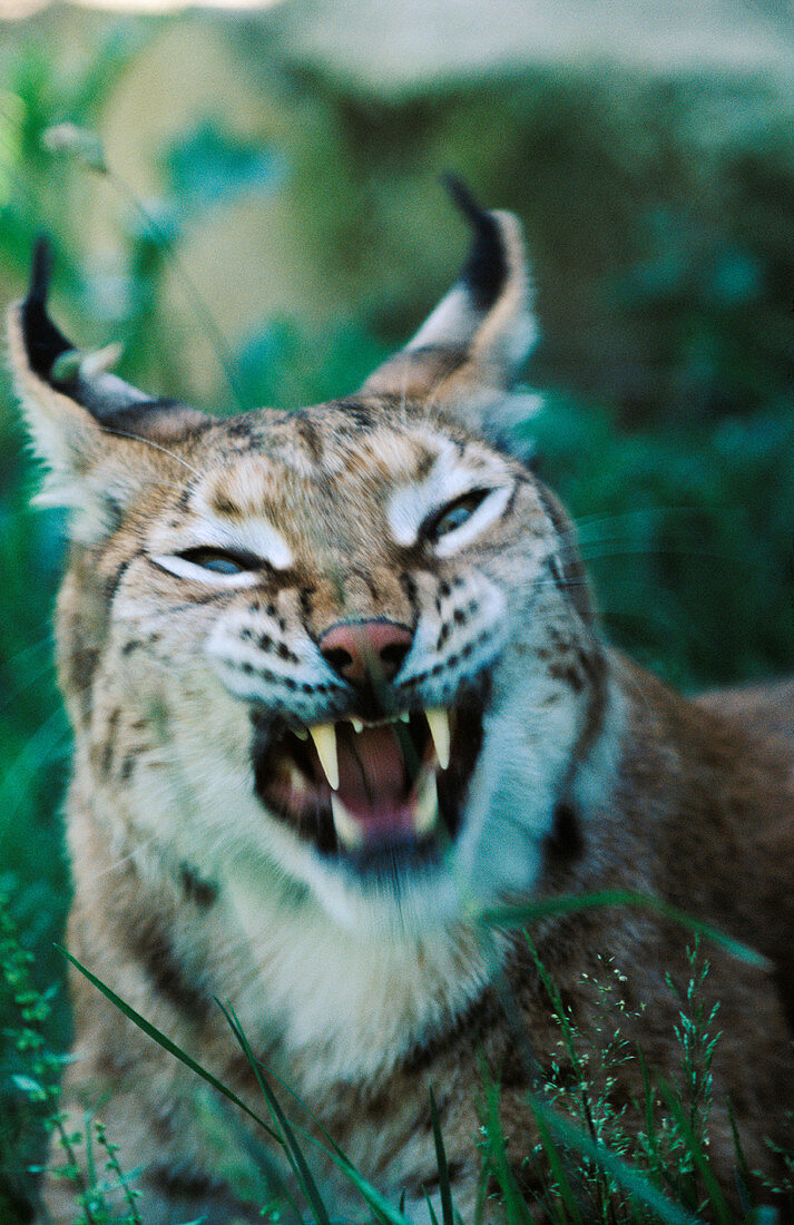 Lynx (Felis lynx). Spain