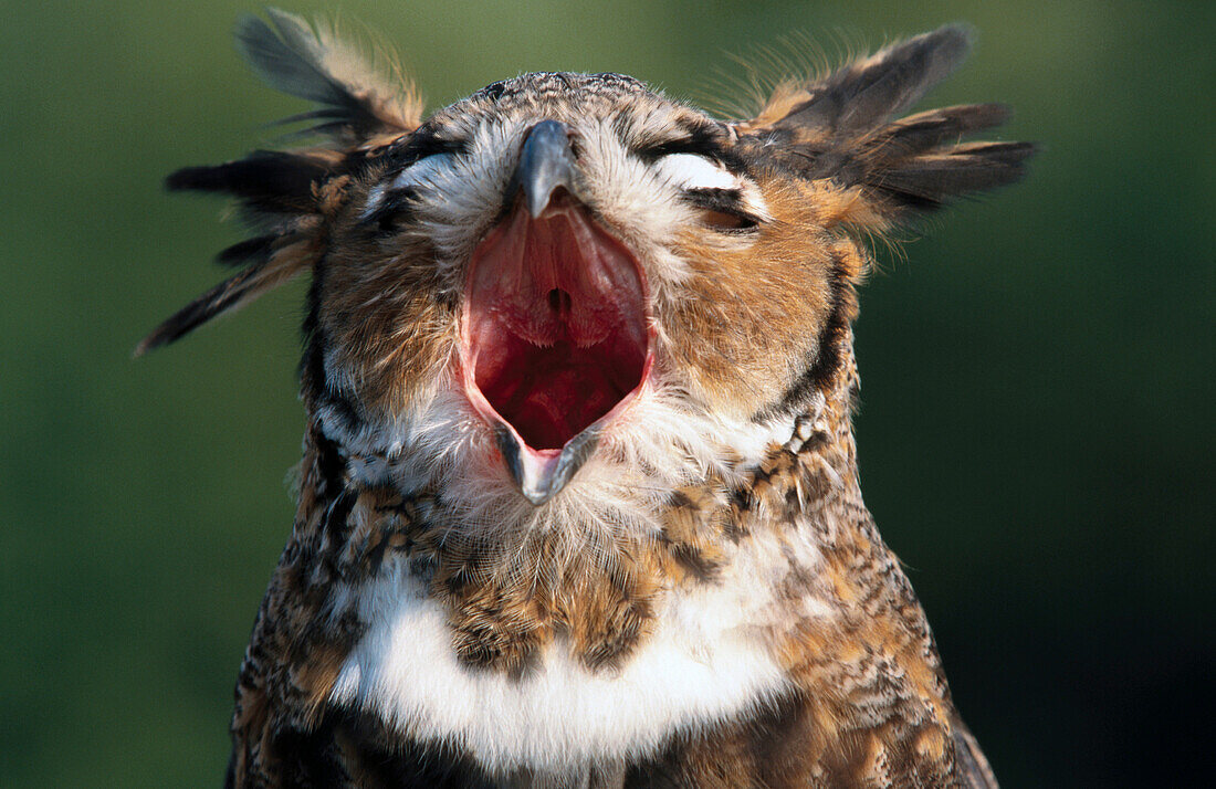 Great Horned Owl (Bubo virginianus) calling