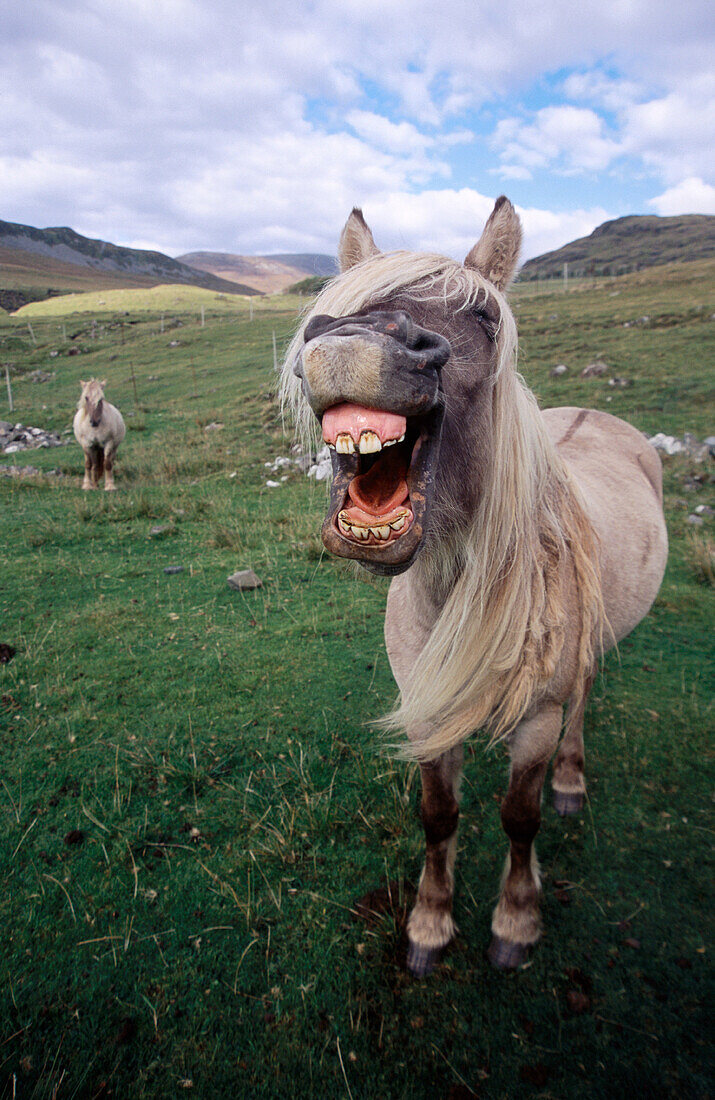 Rum Pony. Isle of Rum. Scotland