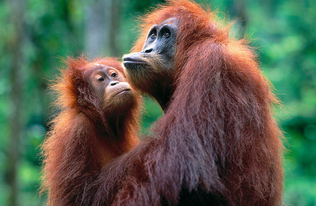 Orang-Utans (Pongo Pygmaeus). Indonesia