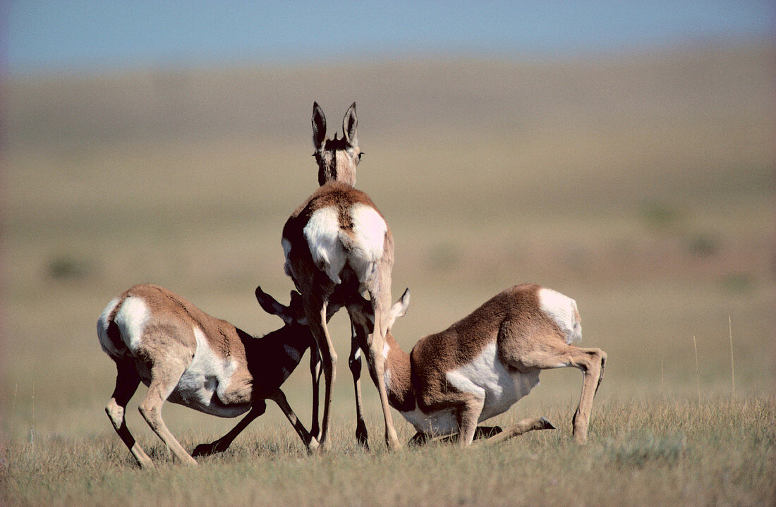 Pronghorns (Antilocapra americana), nearly weaned twins lactating. Colorado. USA