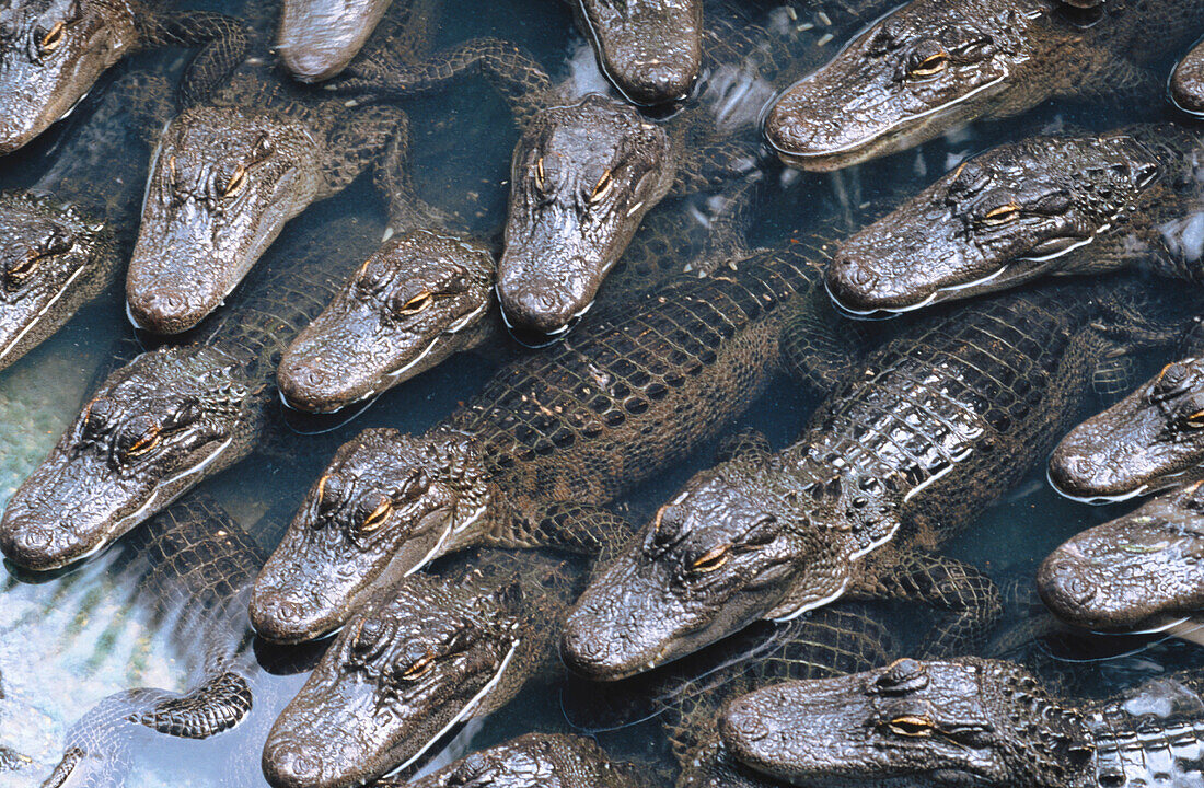 Alligators (Alligator mississippiensis). FL. USA