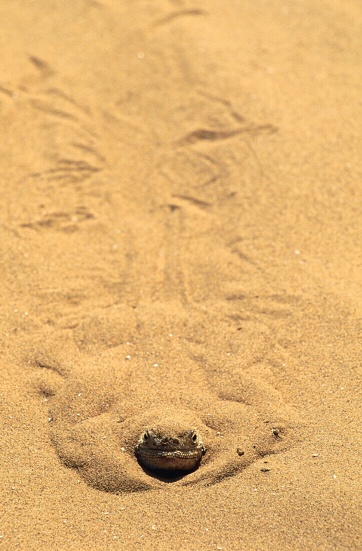 Lizard (Phrynocephalus mystaceus)