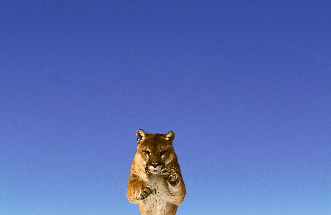 Mountain Lion (Felis concolor). Idaho. USA