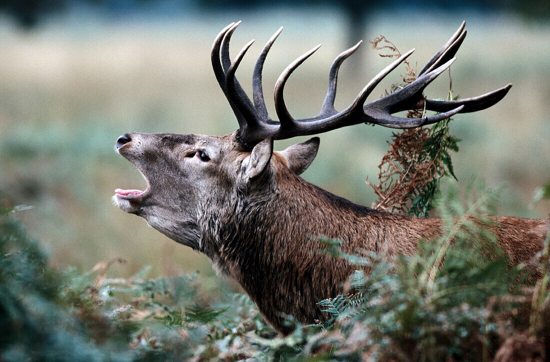 Red Deer stag (Cervus elaphus)