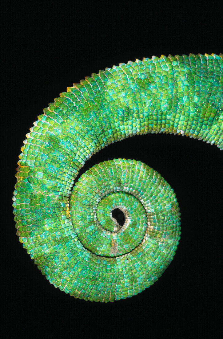 Chameleon tail (Chamaleo dilepsis)