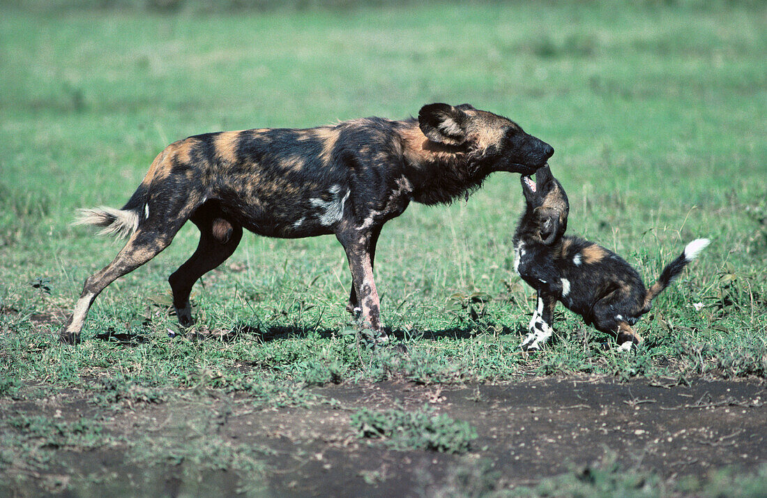 Cape Hunting Dogs (Lycaon pictus). Tanzania