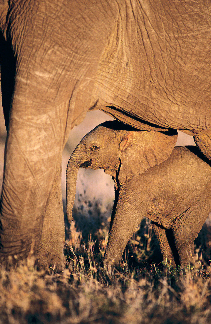 Elephants (Loxodonta africana). Masai Mara. Kenya