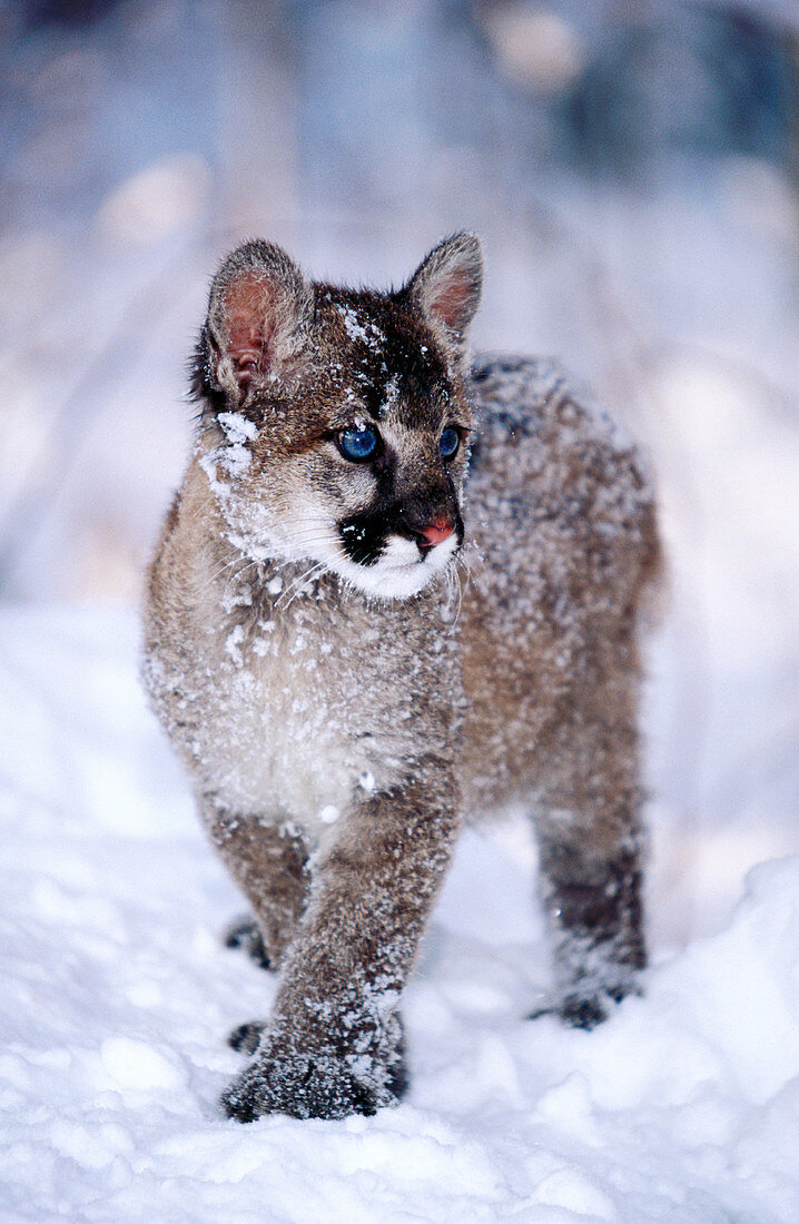 Baby Mountain Lion (female, 3 months old) (controlled / captive animal) in winter snow, Felis concolor, Vermont, USA