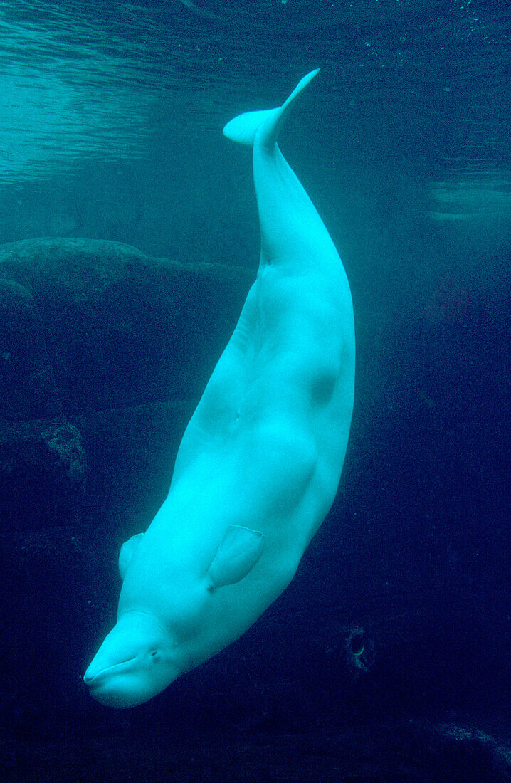  Beluga, Belugas, Delphinapterus leucas, Ein Tier, Eins, Einzeln, einzig, Farbe, Meer, Meeressäugetier, Meeressäugetiere, Natur, Säugetier, Säugetiere, Tier, Tiere, Unterwasser, Unterwasserwelt, Verkehrt herum, Vertikal, Wasser, Weiße Delphine, Weißer Del