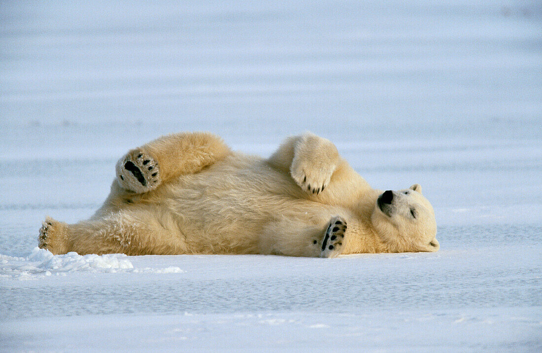 Polar Bear (Ursus maritimus)