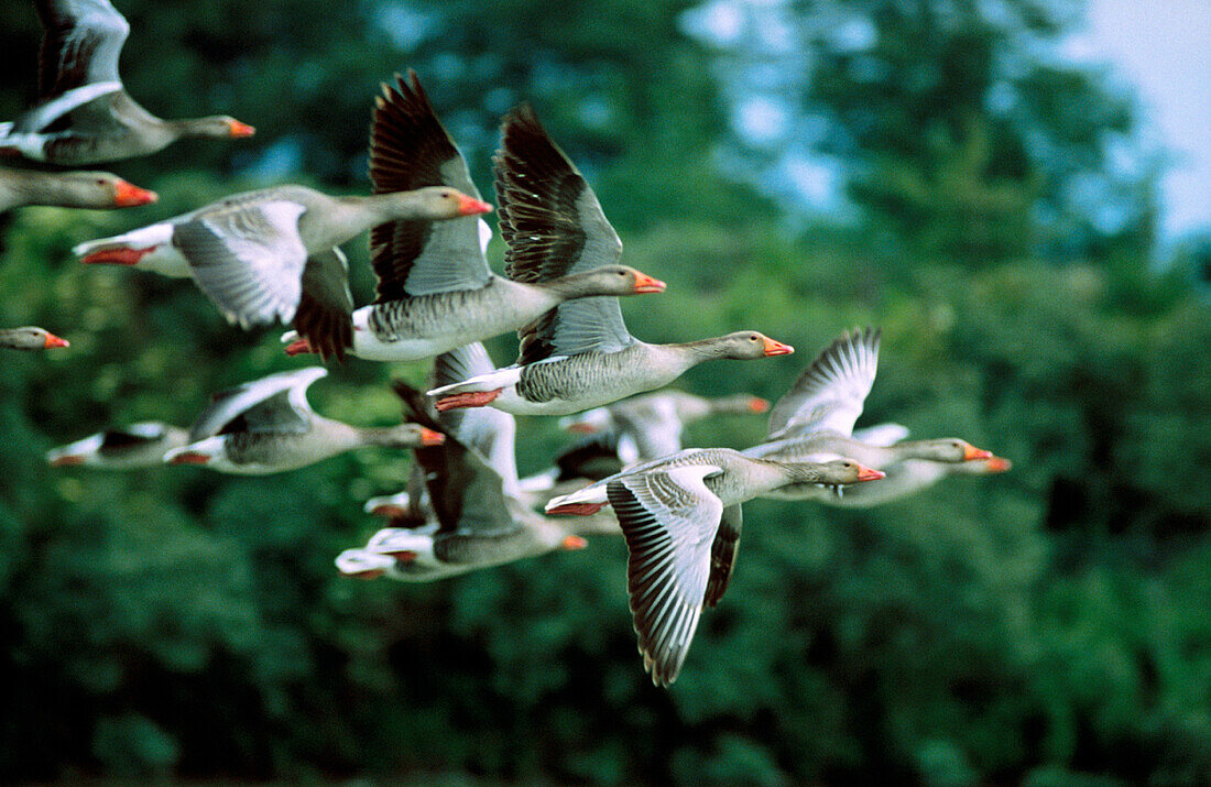 Greylag Goose (Anser anser), Somme Bay Nature Reserve, Picardy, France