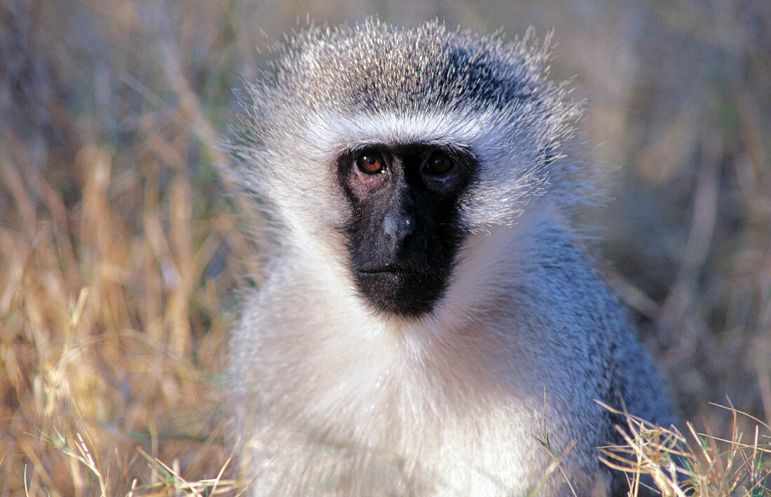 South African Vervet Monkey looking directly into camera