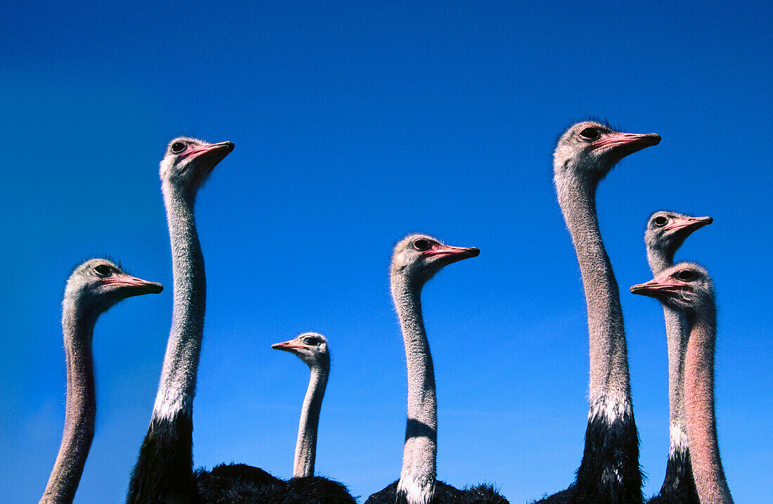Ostriches in farm