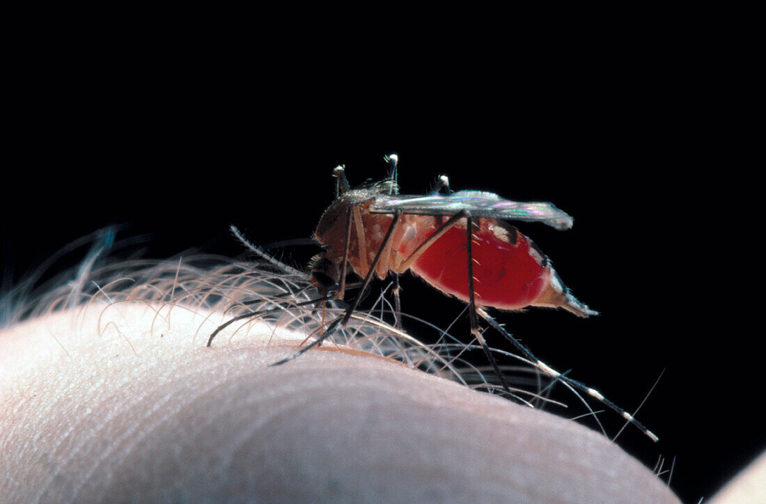 Mosquito sucking blood. Biting human arm a female mosquito is getting engorged with blood. She will use this nourishment to generate eggs