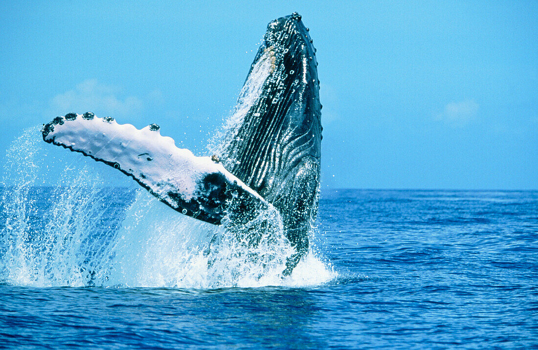 Adult Humpback Whale (Megaptera novaeangliae) breaching. Auau Channel. Maui Island. Hawaii. USA