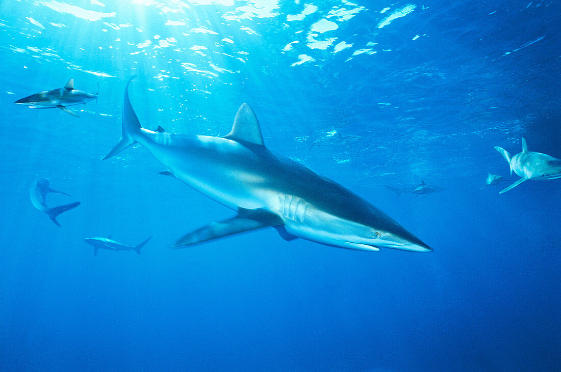 Schooling Caribbean Reef Sharks (Carcharhinus perezi). Cuba