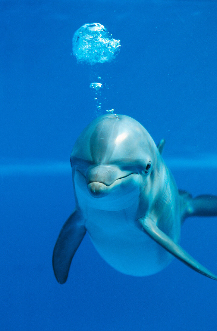 Young Bottlenose Dolphin (Tursiops truncatus)