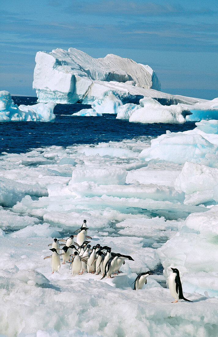 Adelie Penguins (Pygoscelis adeliae). Paulet Island. Antarctica