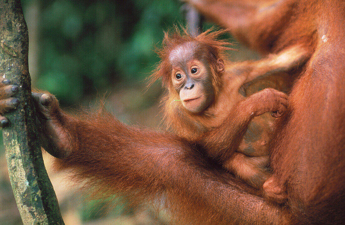 Orang-Utan (Pongo pygmaeus) with young. Gunung Leuser National Park. Indonesia